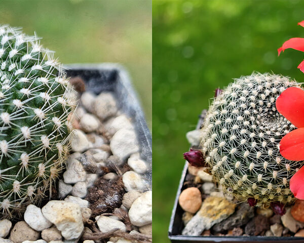 Rebutia krainziana