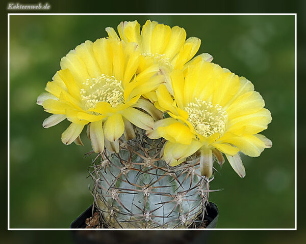 Acanthocalycium glaucum P 394 - 25 Korn