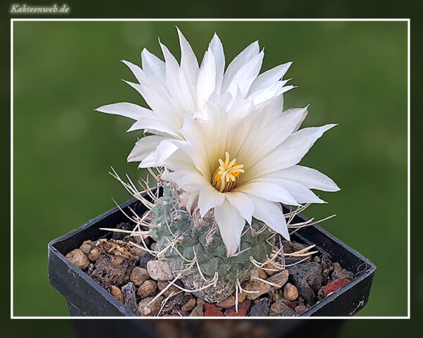 Strombocactus disciformis ssp. jarmilae