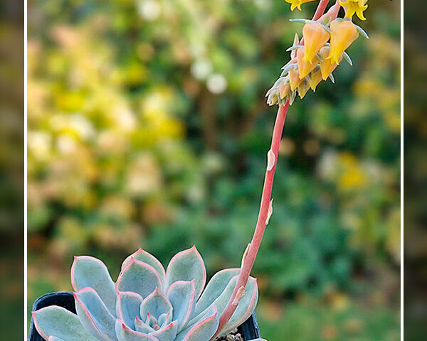 Echeveria pulidonis