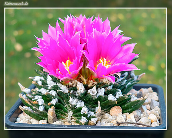 Ariocarpus agavoides - 10 Korn