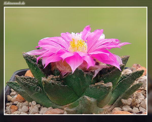 Ariocarpus fissuratus var. hintonii - 10 Korn