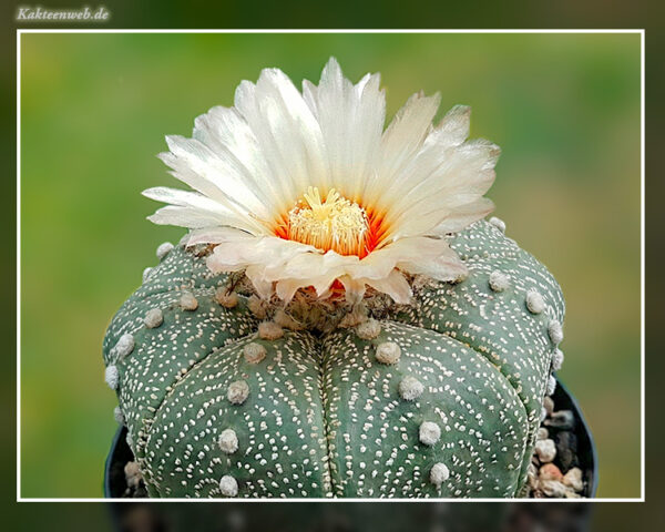 Astrophytum asterias - 25 Korn