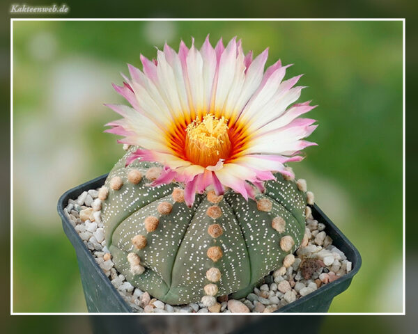 Astrophytum asterias Hybride