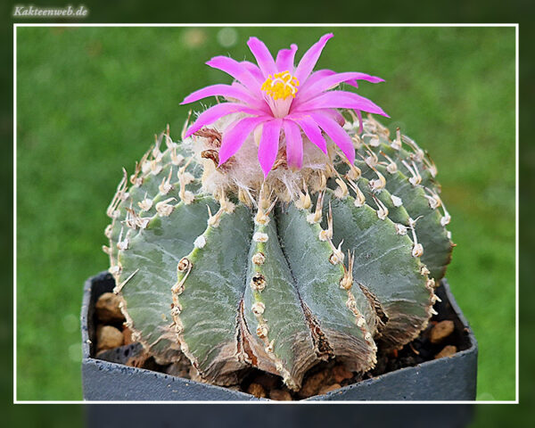 Geohintonia mexicana