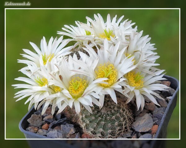 Echinocereus pulchellus subs. sharpii