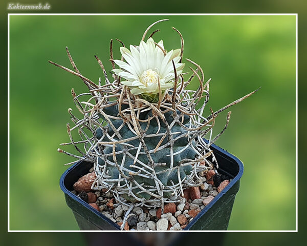 Pediocactus peeblesianus f. menzelii JB 2 - 10 Korn