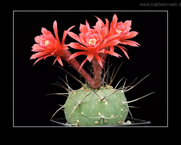 Matucana madisoniorum