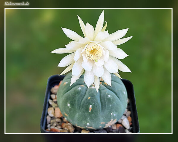 Matucana madisoniorum fma. albiflora