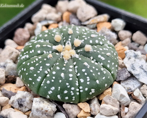 Astrophytum asterias