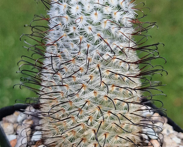 Mammillaria perezdelarosae