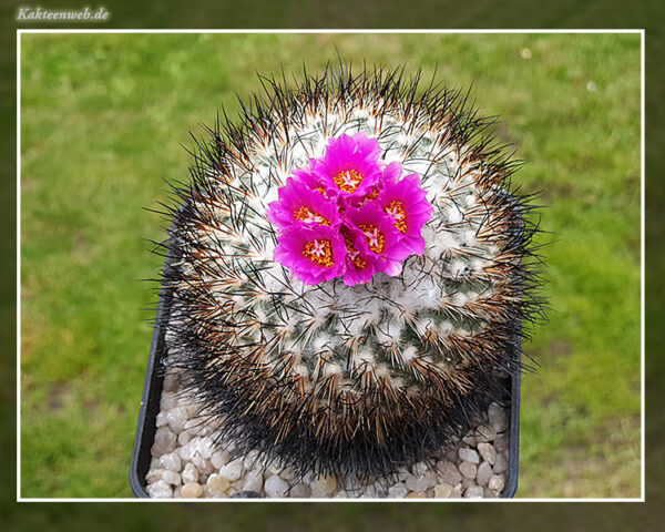 Gymnocactus viereckii