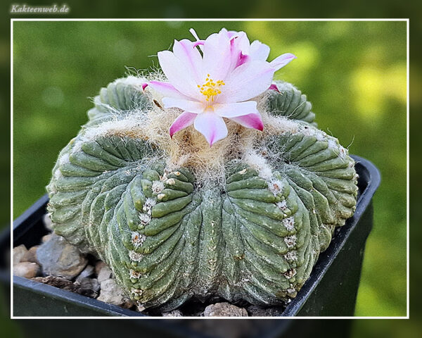 Aztekium ritteri