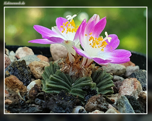 Aztekium valdezii