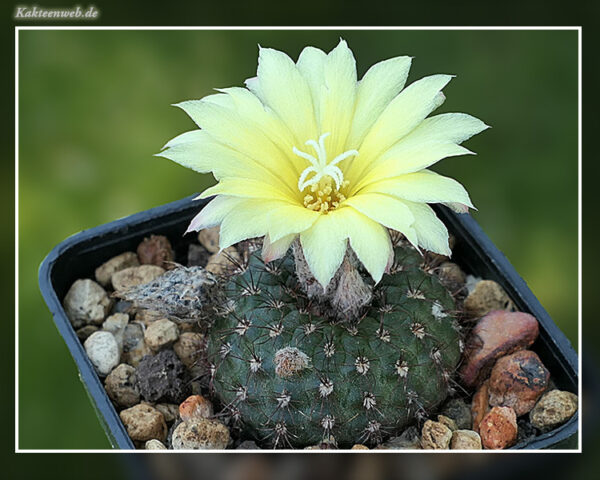 Frailea matoana